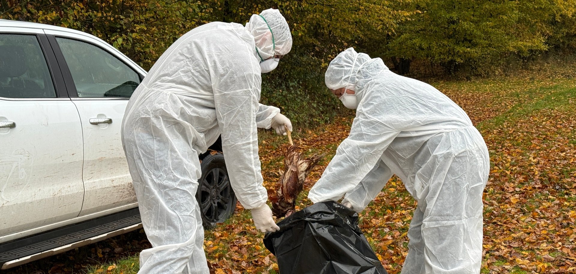 Verdacht Geflügelpest im Landkreis Kaiserslautern