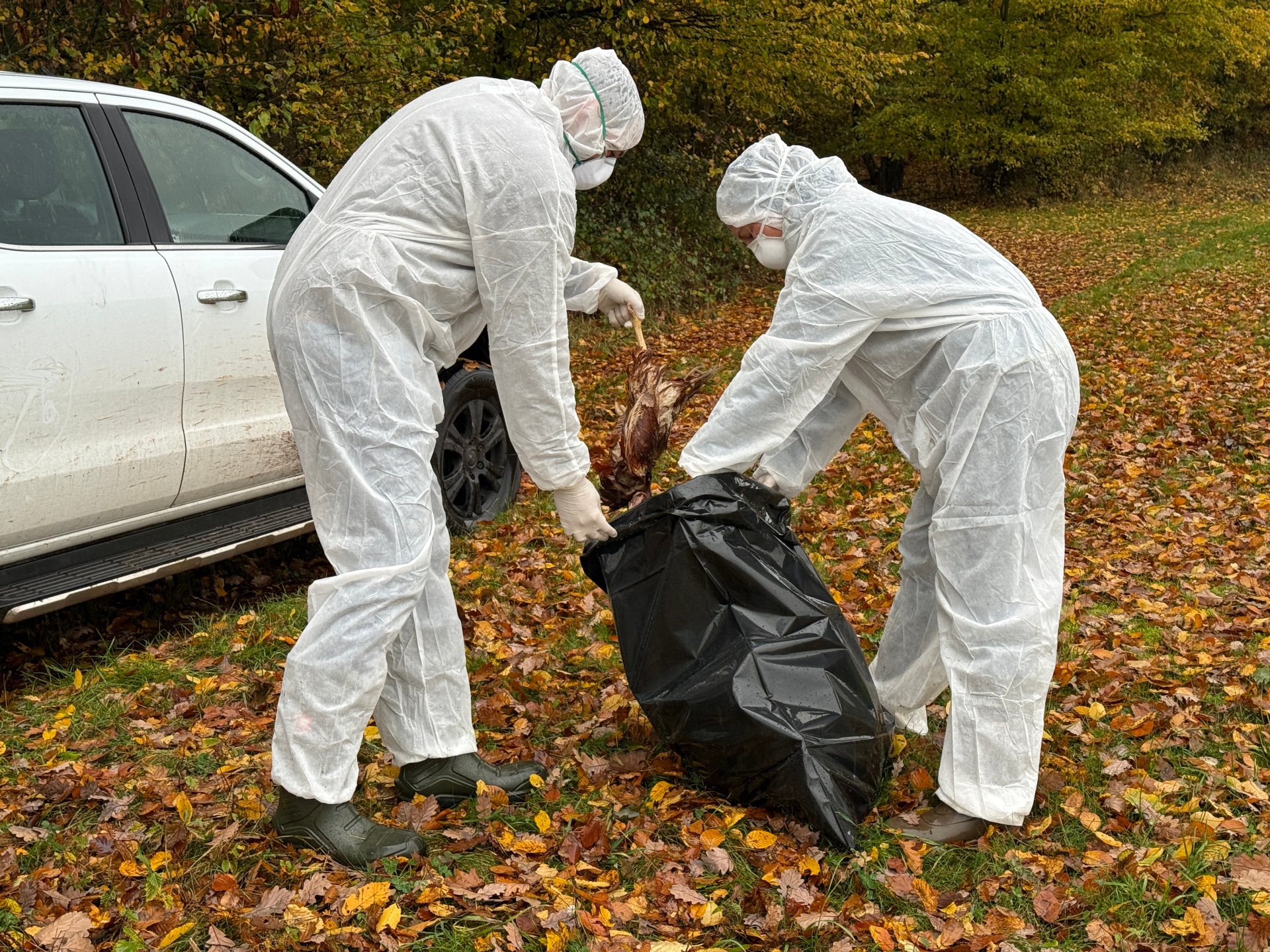 Verdacht Geflügelpest im Landkreis Kaiserslautern