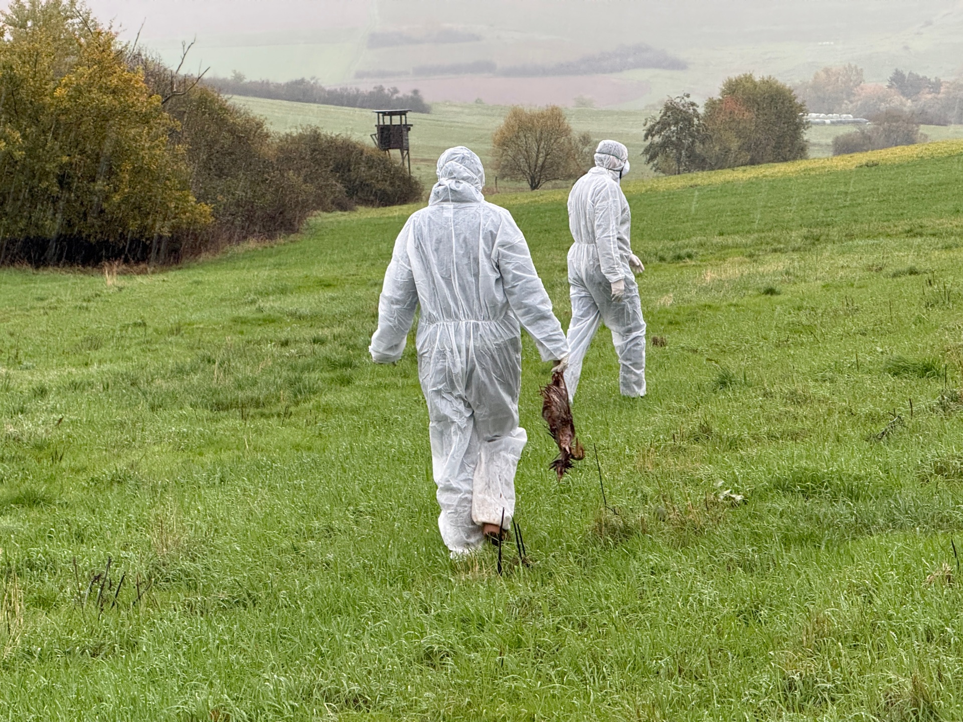 Verdacht Geflügelpest im Landkreis Kaiserslautern