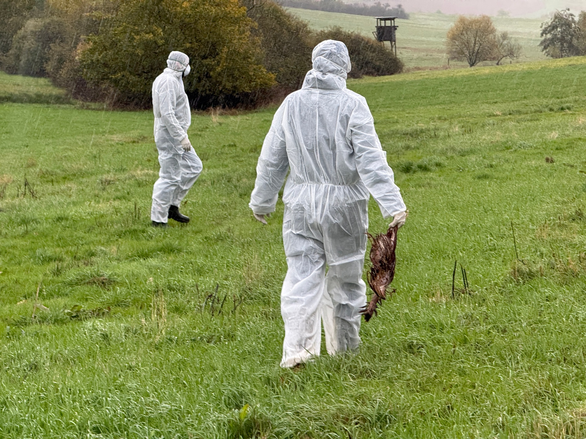 Verdacht Geflügelpest im Landkreis Kaiserslautern